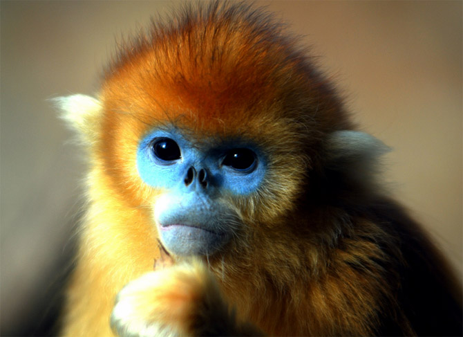 snub-nosed monkey