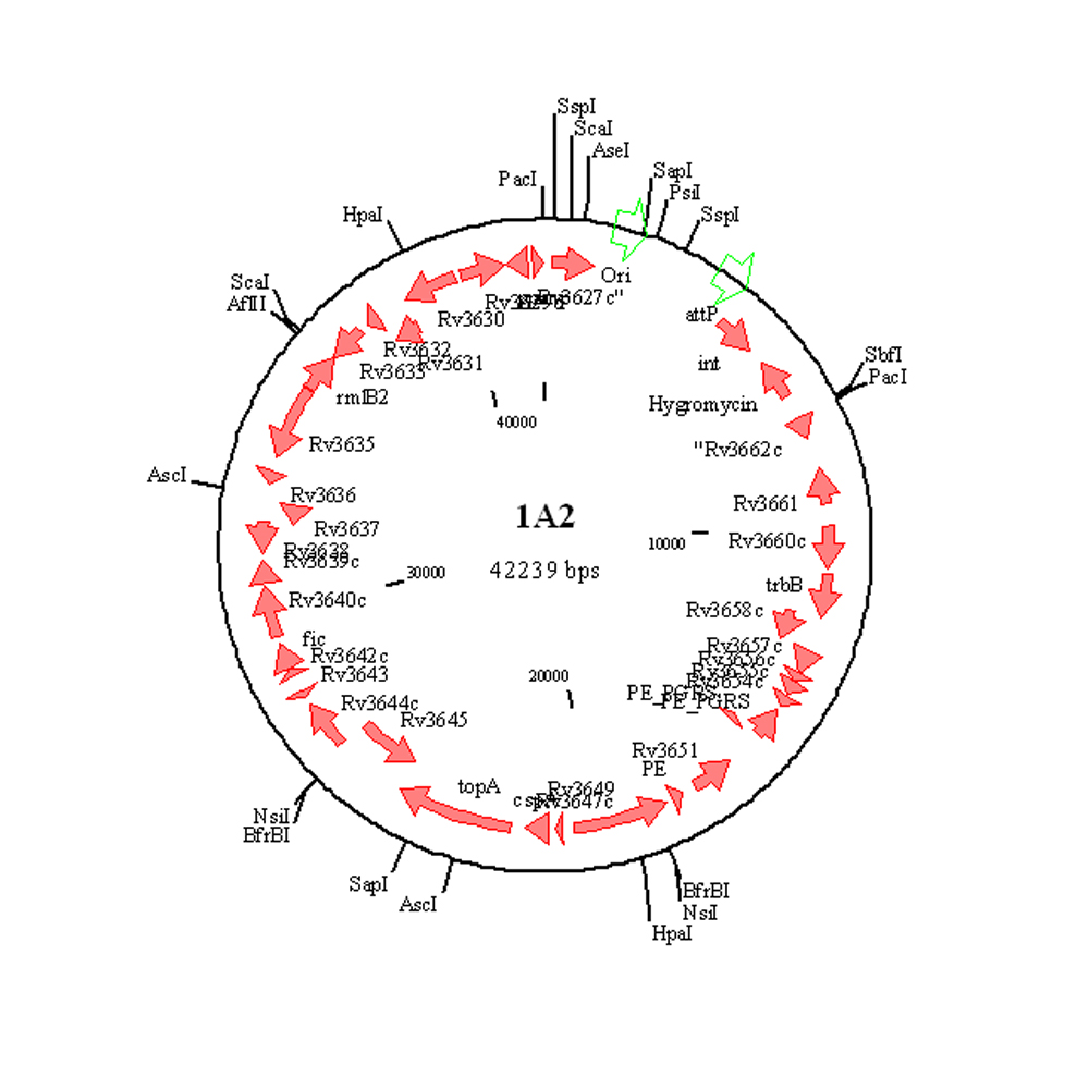 【cosmid】什么意思_英语cosmid的翻译_音标_读音_用法_例句_在线翻译_有道词典
