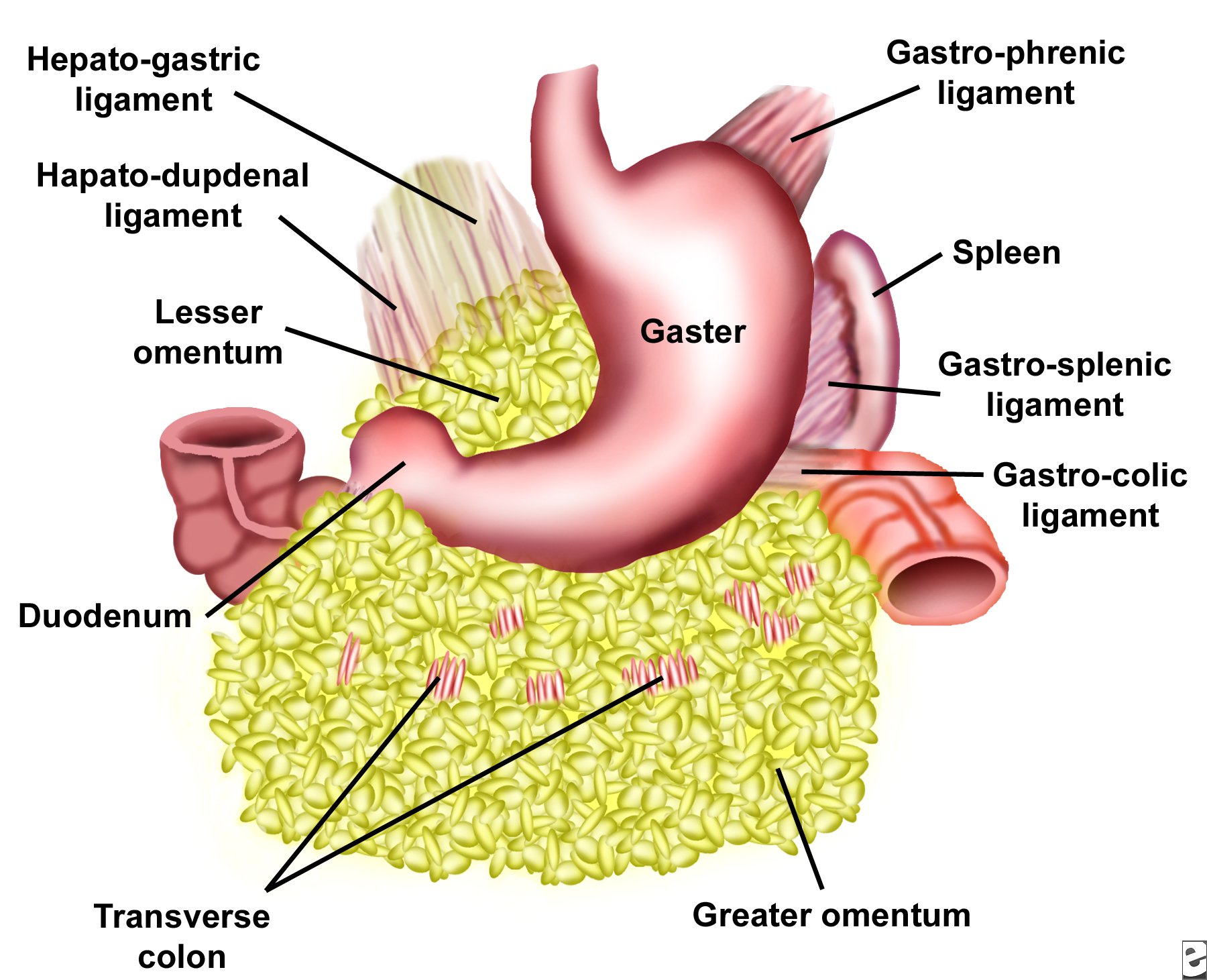 lesser-omentum-lesser-omentum