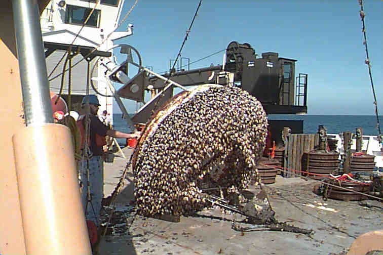 barnacle-barnacle