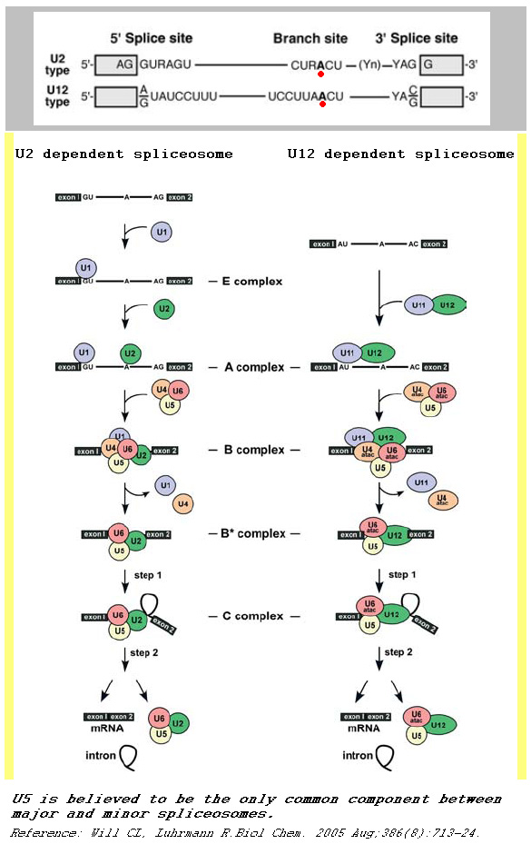 this process is called noncanonical splicing, as opposed to u2