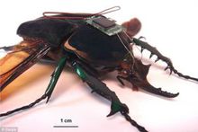 美国机械甲虫
