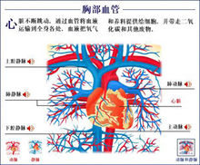 胸部血管