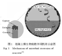 显微镜下微生物腐蚀机理