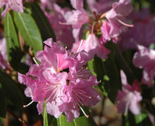 红花张口杜鹃(变型)