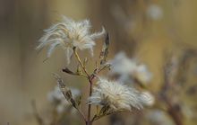灌木铁线莲种子(十月份) 灌木铁线莲种子(十月份)