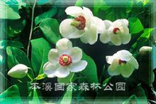 本溪国家森林公园 本溪国家森林公园