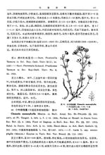 小叶铁线莲 小叶铁线莲