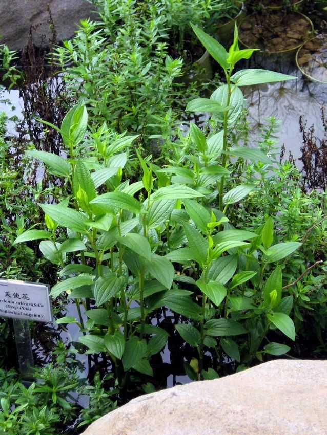 您要找的是不是:                   三白草 三白草( saururus